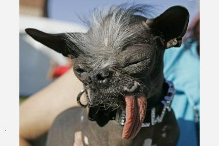 the 2007 ugliest dog in the world