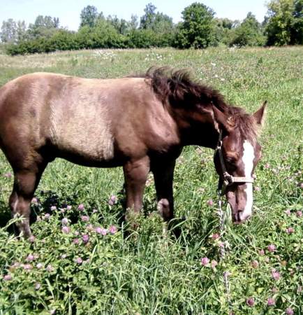 My colt Mack born 4-17-08