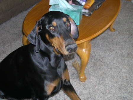 I like dobermans