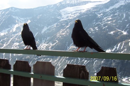 Yes we made friends in the Austrian Alps