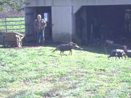 Wild Turkeys