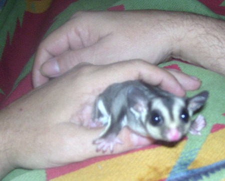 my other sugar glider