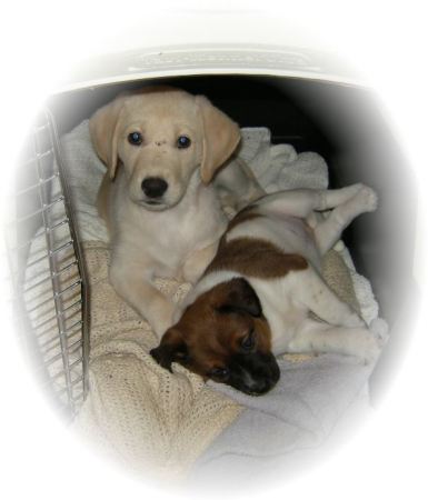 Our Two Puppies, January 2009
