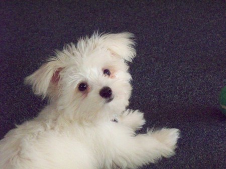 Buddy - our Maltese Puppy