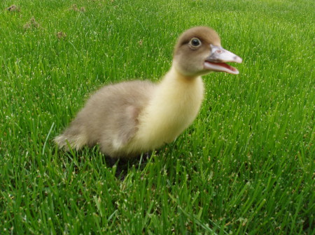 Baby Duck