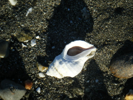 A shell we found...