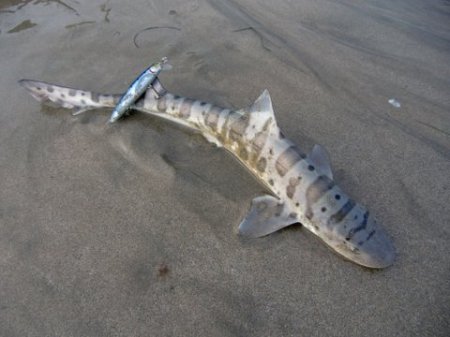 Dan Corey's album, Hobby - Surf Fishing