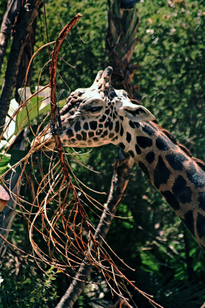 L.A. Zoo