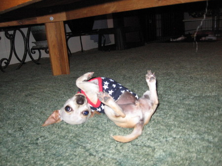 Sandy in her red white and blue