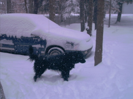 Winter 2000 front yard