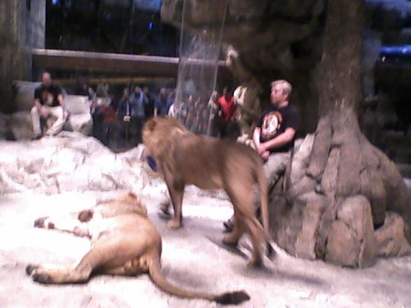 Lions at the MGM Grand Casino