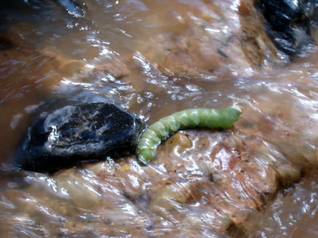 Worm in  stream, next to a rock