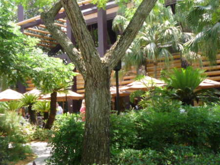 Polynesian Hotel