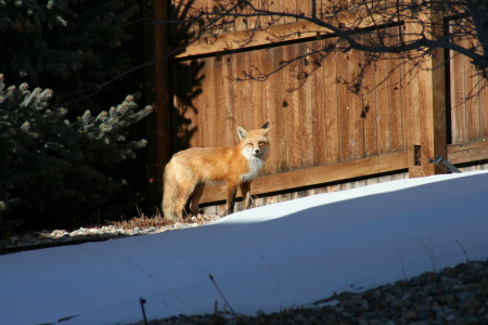 Fox sighting