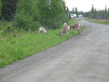 Caribou