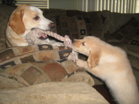 My Puppies Bandit & Marley