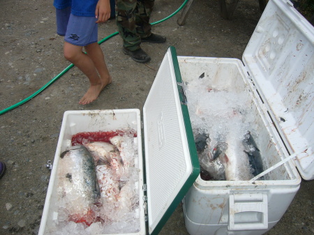 fresh sockeye