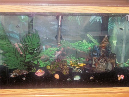My Fish Tank