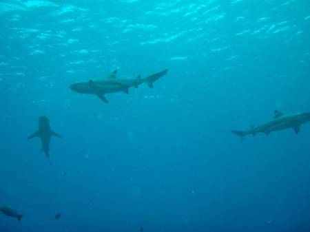 Three Black Tip Reef Sharks