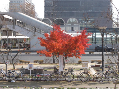 Such pretty trees during this time of year.