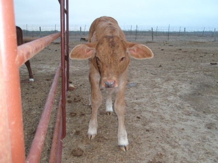 BABY HEIFER "IVORY"