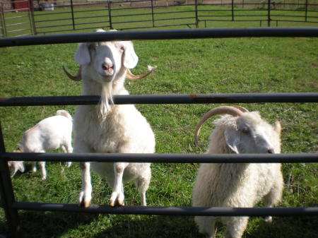 My Mohair Goats