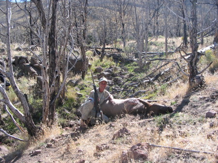 My first Cow Elk