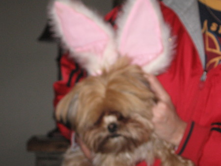 EASTER BUNNY
