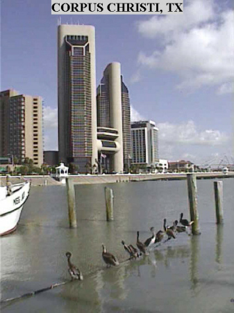 Pelicans on a string