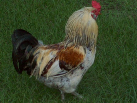 My Numero Uno Rooster