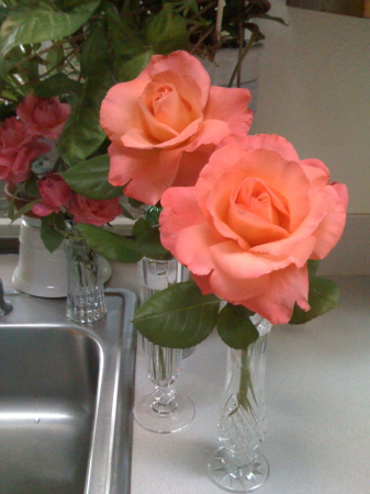 Roses from my garden.