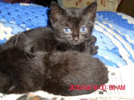 New Black Kittens