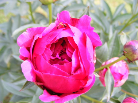 Peonies from my garden