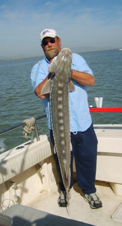 suisun bay Sturgeon