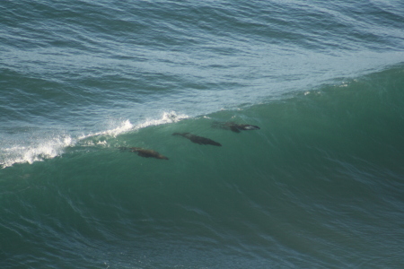 Sea Lions Playing in the surf