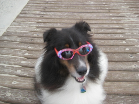 Dog at Laguna Beach