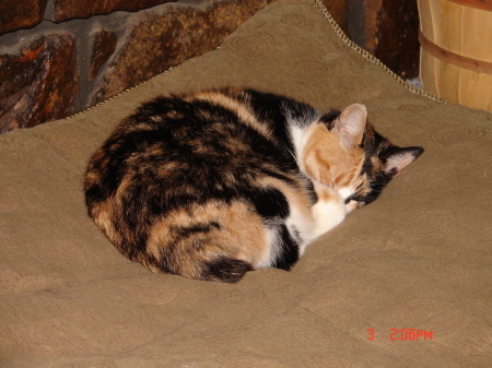 Stimpy, a female calico manx cat.