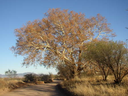 Dec. 2007 Tree in Sonoita