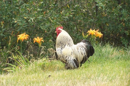 Oreo the Rooster