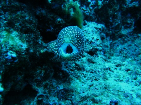 WHITEMOUTH MORAY. EEL.