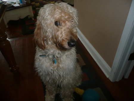 My Shaggy Goldendoodle Dog - Nash