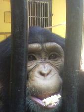 baby bob the chimp