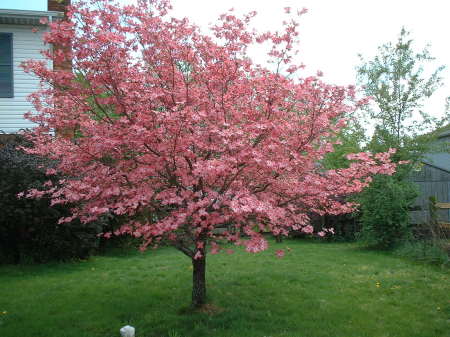 Dogwood tree