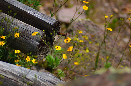 Rusty Nail by Jodene Black