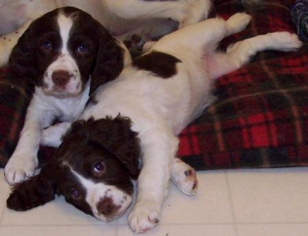 Springer Spaniel Pups