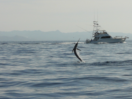 Marlin jumping