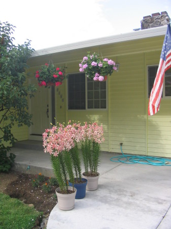 Lillies on our front porch  2009