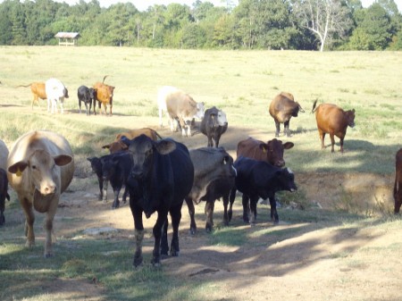 Pasture I