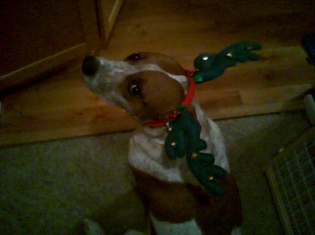 Coco, the reluctant reindeer