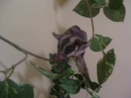 my sugar glider